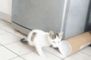 두다리가 없이 태어난 새끼 길냥이 | 인스티즈