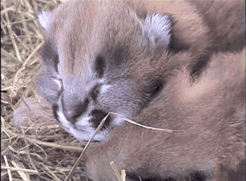 잘 몰랐던 고양잇과 동물들에 대해 알아보자.jpgif | 인스티즈