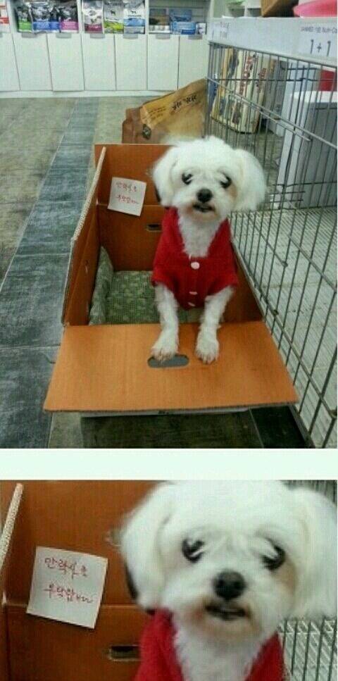 개만도 못한 인간.jpg | 인스티즈