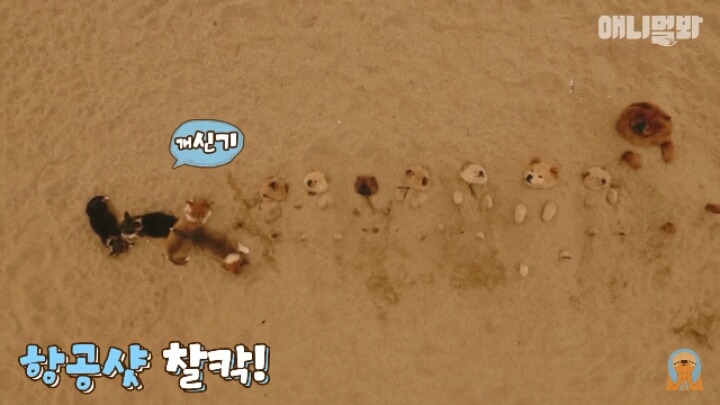 심장주의 모래찜질하다 빠진 댕댕이 끝순이 | 인스티즈