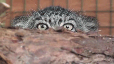 잘 몰랐던 고양잇과 동물들에 대해 알아보자.jpgif | 인스티즈