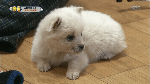 멍때리는 강아지.gif | 인스티즈