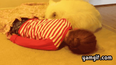 사랑스런 댕댕이들 | 인스티즈