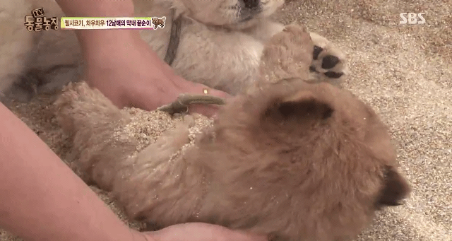 심장주의 모래찜질하다 빠진 댕댕이 끝순이 | 인스티즈