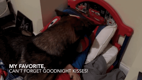 밥값하는 개 | 인스티즈