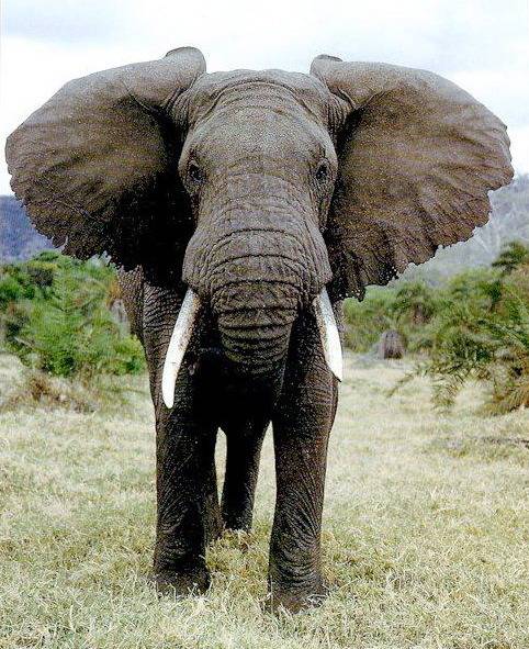 지구 최강의 생물 | 인스티즈