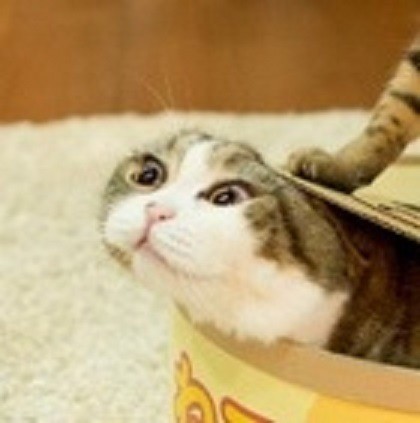 고양이 통조림을 제조하는 과정 | 인스티즈