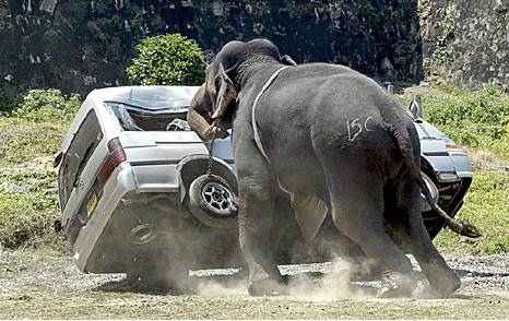 지구 최강의 생물 | 인스티즈