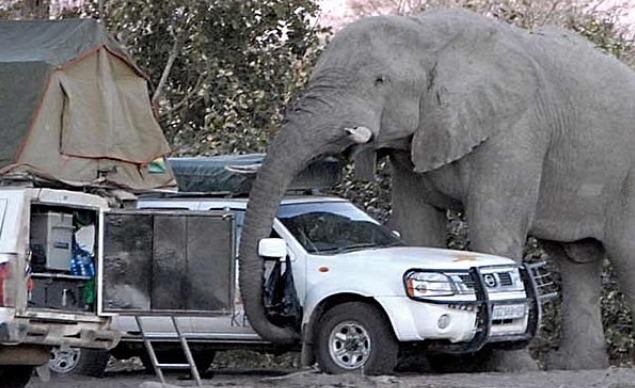 지구 최강의 생물 | 인스티즈