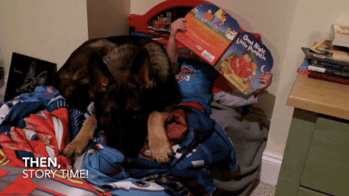 밥값하는 개 | 인스티즈