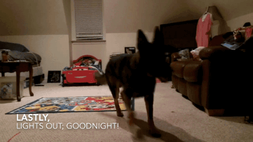 밥값하는 개 | 인스티즈