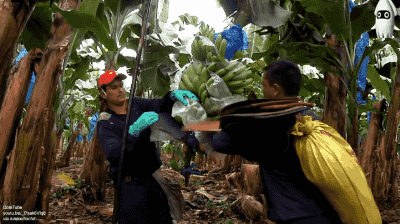  바나나 대량유통 과정 | 인스티즈