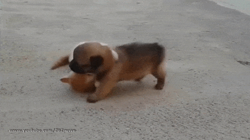 동일 체급 고양이 vs 댕댕이 | 인스티즈