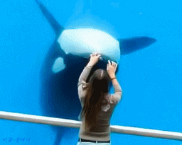 닝겐한테 조종당하는 범고래.gif | 인스티즈