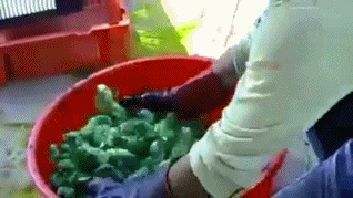 신종 동물학대... | 인스티즈