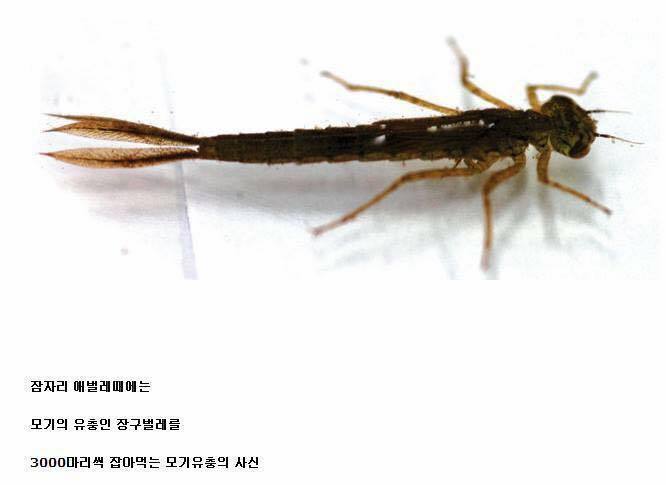 잠자리를 잡으면 안되는 이유 | 인스티즈