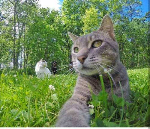 각도를 아는 고양이 | 인스티즈