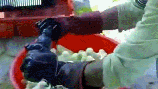 신종 동물학대... | 인스티즈