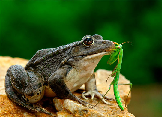 양서류와 곤충의 키스 | 인스티즈