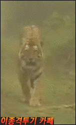 길에서 호랑이를 만나면? | 인스티즈