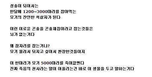 잠자리를 잡으면 안되는 이유 | 인스티즈