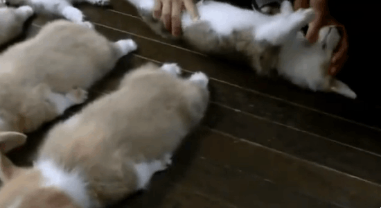 심장을 폭행하는 웰시코기 댕댕이들 | 인스티즈