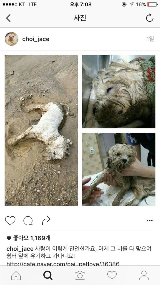 폭우 쏟아진날 버려진 강아지.jpg | 인스티즈