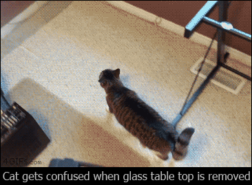 집사가 유리를 너무 잘 닦아 놨다.gif | 인스티즈