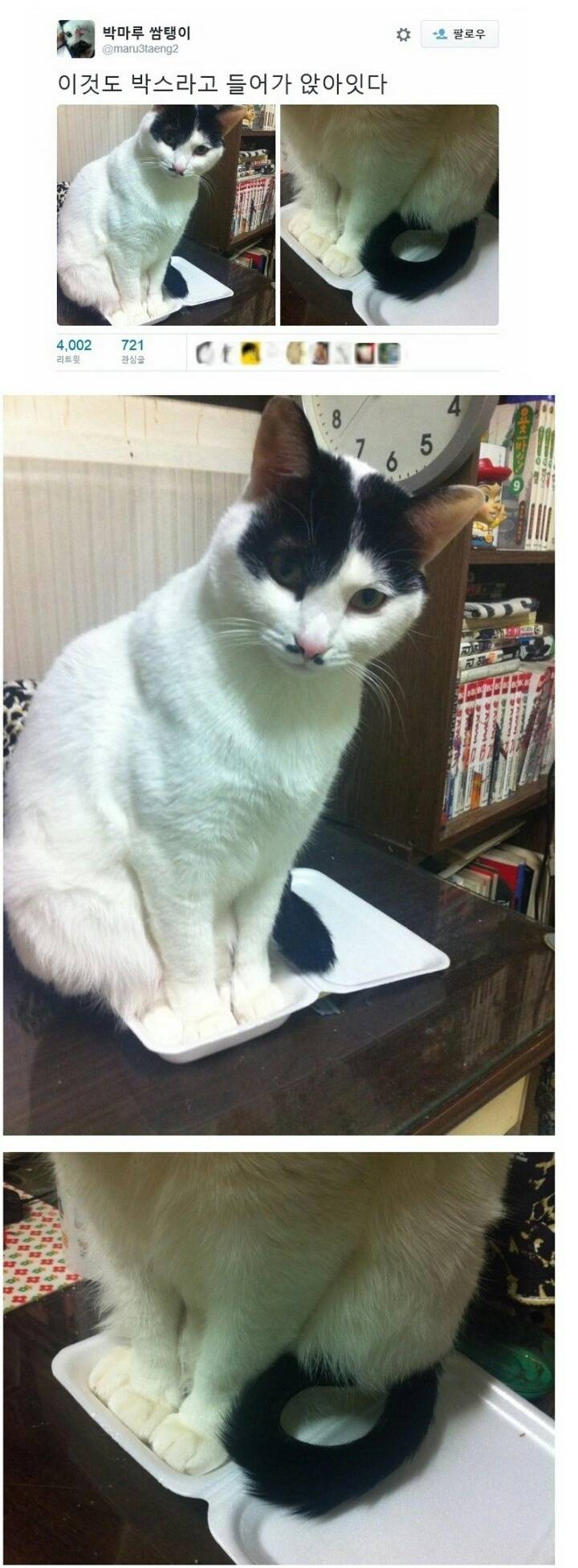 이것도 박스라고 들어가 앉아있다 | 인스티즈