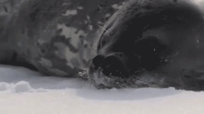 닝겐한테 조종당하는 범고래.gif | 인스티즈