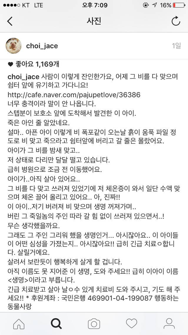 폭우 쏟아진날 버려진 강아지.jpg | 인스티즈