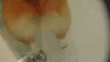 심장을 폭행하는 웰시코기 댕댕이들 | 인스티즈