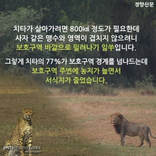  치타가 사라진다 | 인스티즈