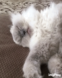 잔소리하는 꿈 꾸는듯한 냥이.gif | 인스티즈