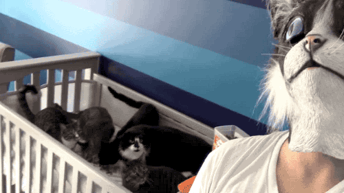 냥2들.gif | 인스티즈