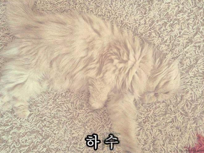 당신의 고양이는? | 인스티즈