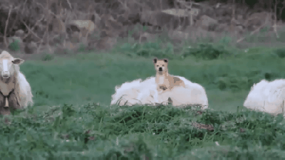 양들아 가즈아~ | 인스티즈