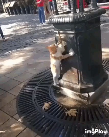 식수대에서 물마시는 냥이.gif | 인스티즈