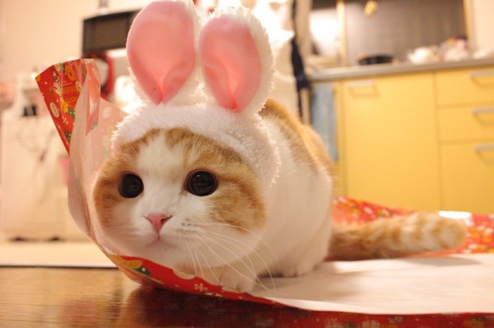 귀여운 고양이.jpg | 인스티즈