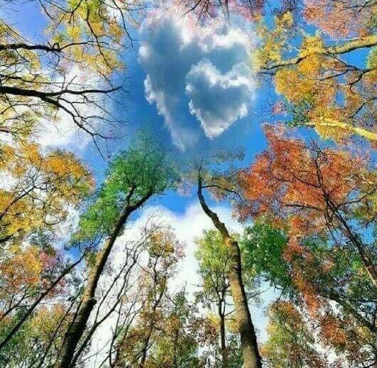 귀여운 고양이.jpg | 인스티즈