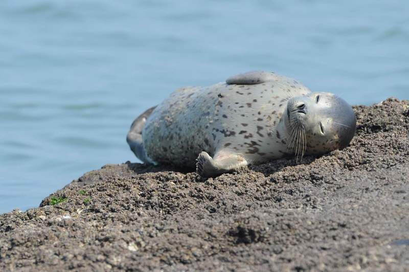  백령도에서 서식하는 희귀동물 | 인스티즈