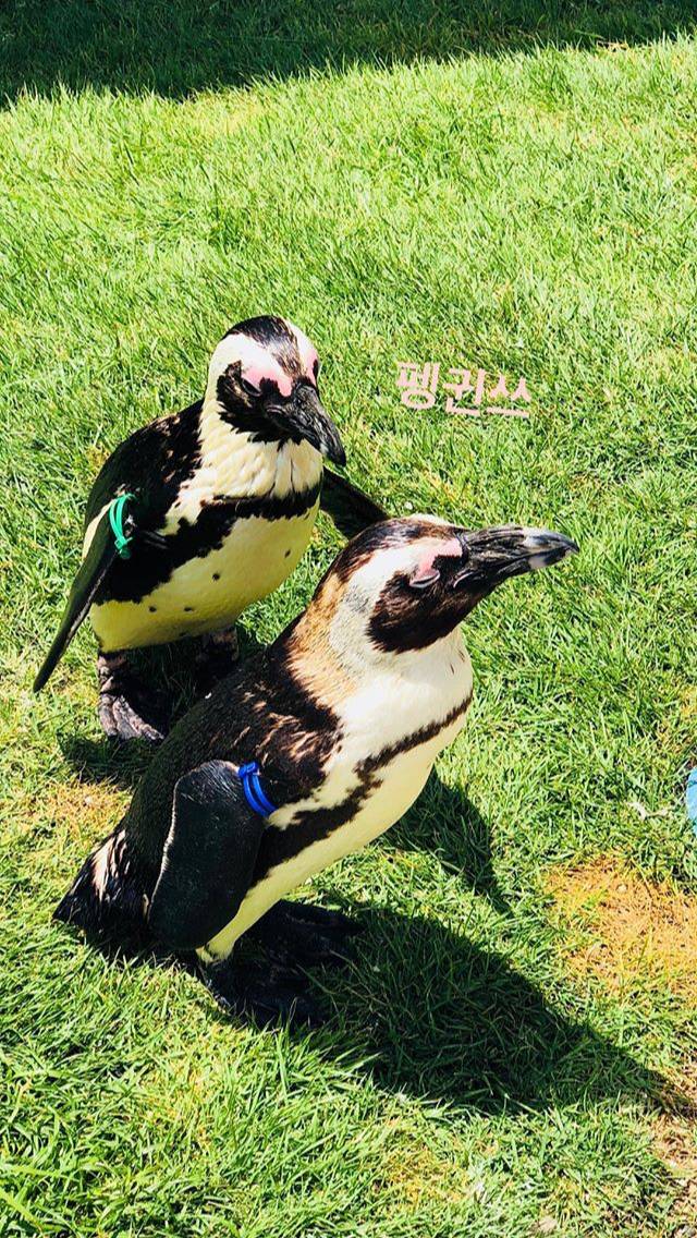 탱스타그램 (feat. 동물의 왕국) | 인스티즈