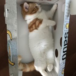 귀여운 고양이.jpg | 인스티즈