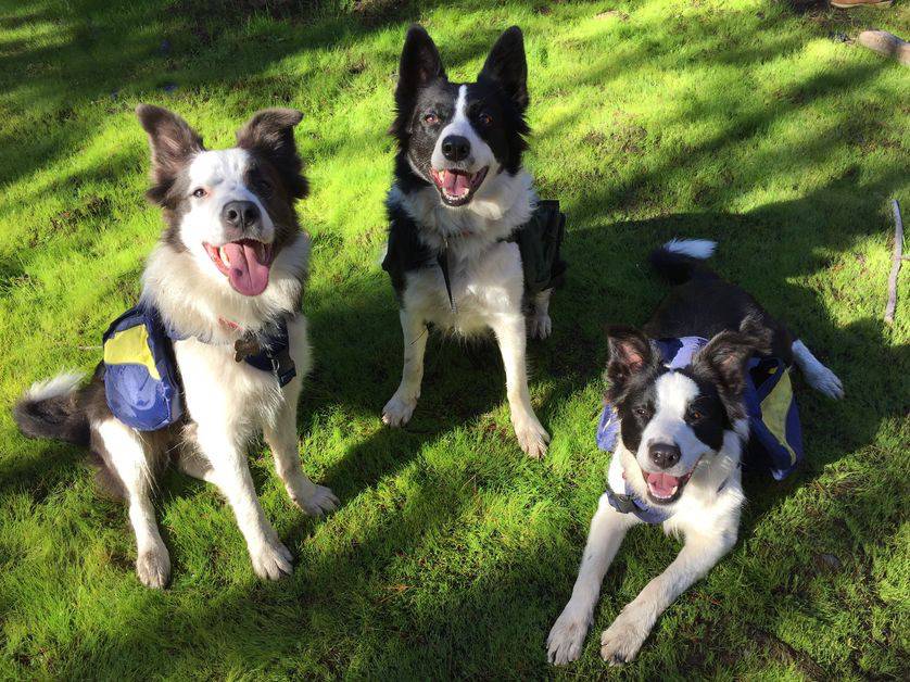 화재로 타버린 산을 되살리는 보더콜리 | 인스티즈