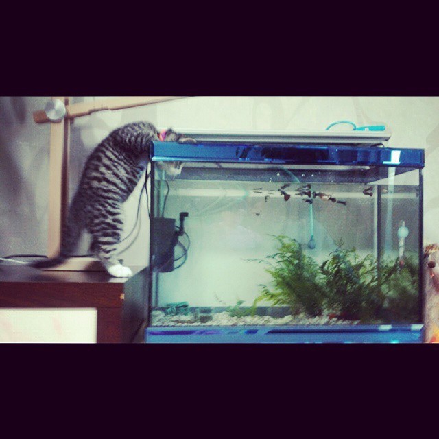 어항속 물고기 탐내는 냥이.jpg | 인스티즈