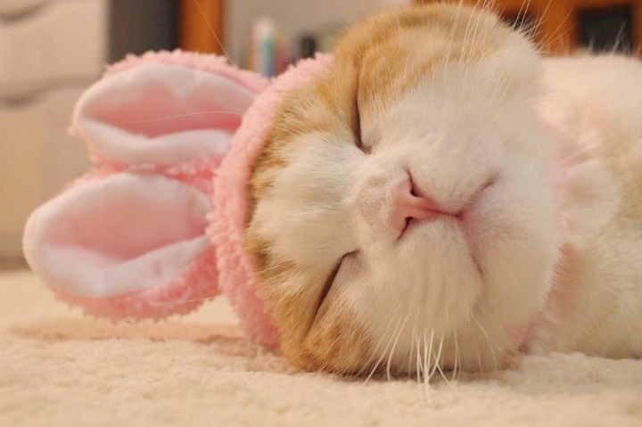 귀여운 고양이.jpg | 인스티즈