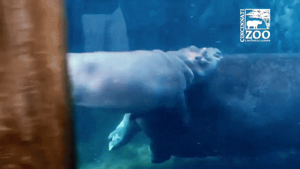 하마가 생각보다 잘하는거 | 인스티즈