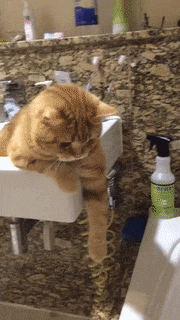 무조건 들어간다냥 (엠팍인이 키우는 고양이) | 인스티즈