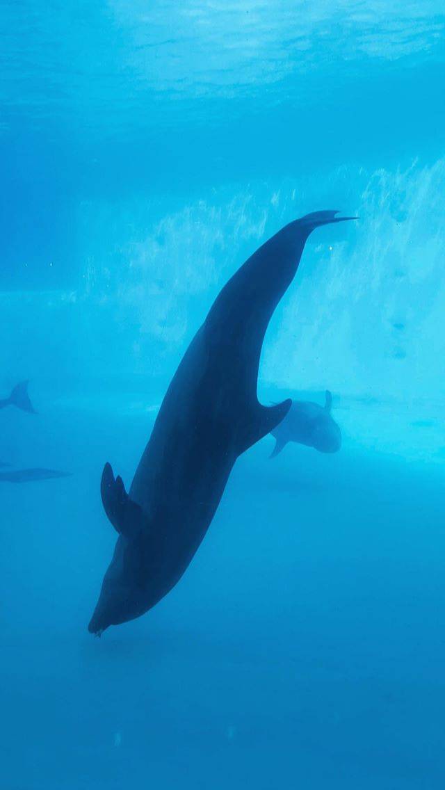 탱스타그램 (feat. 동물의 왕국) | 인스티즈