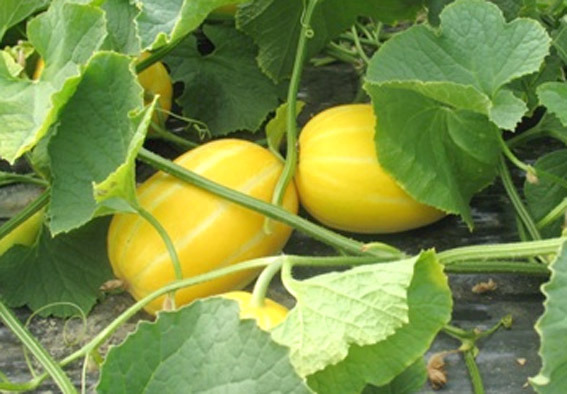 한국에서만 먹는 과일 | 인스티즈